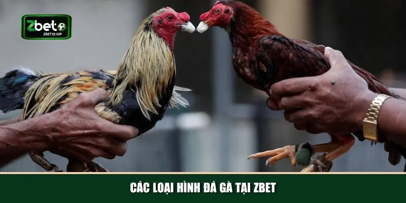 cac loai hinh da ga tai zbet Nhà cái Zbet mang đến cho người chơi đa dạng các loại hình đá gà