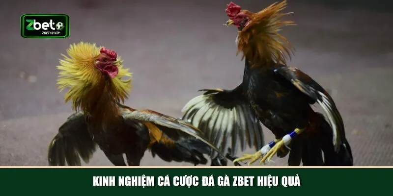 kinh nghiem ca cuoc da ga zbet hieu qua Tổng hợp các kinh nghiệm cá cược đá gà Zbet từ cao thủ